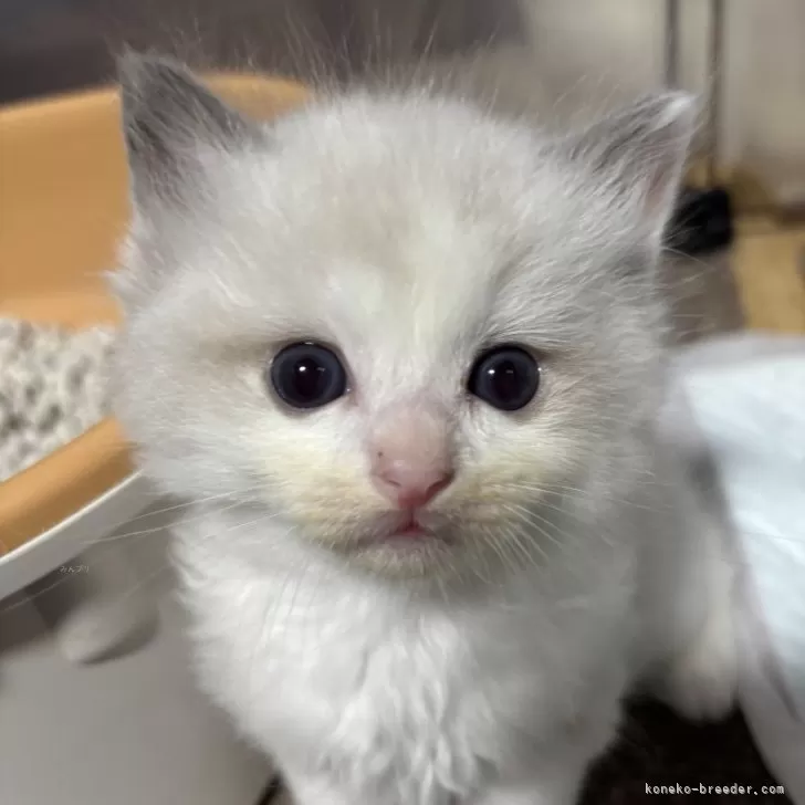 ID:2411-02342の子猫