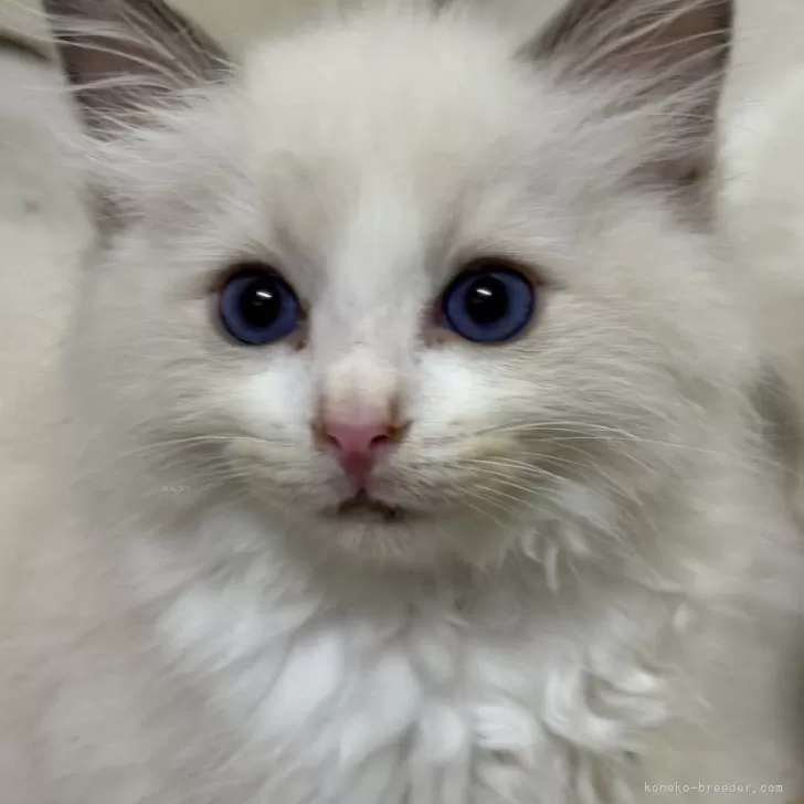 ID:2409-03095の子猫