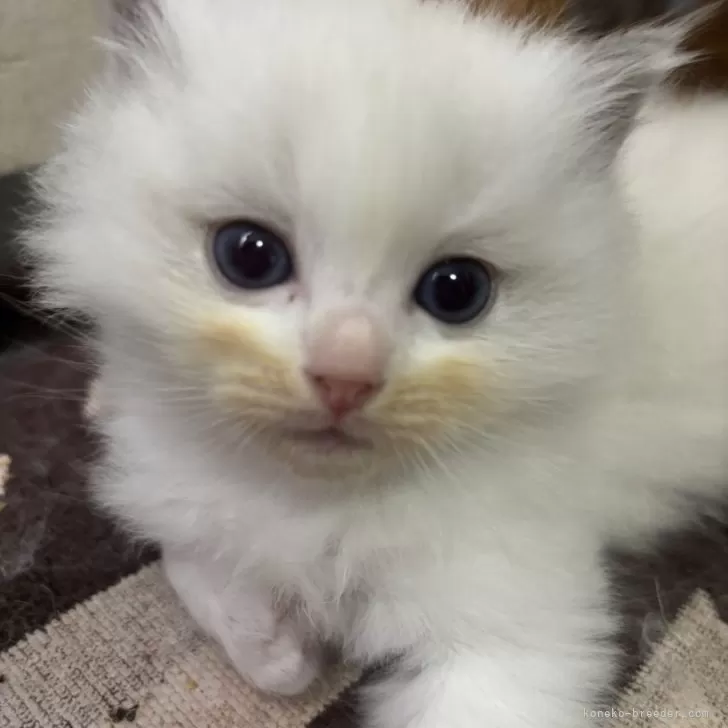 みっちゃん 様のお迎えした子猫