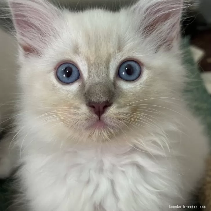 ID:2410-01456の子猫