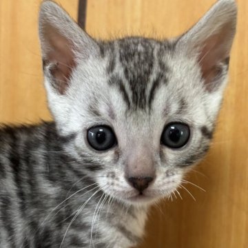 シルバー(スモーク)系のベンガルの子猫を探す｜ブリーダー直販の子猫販売【みんなの子猫ブリーダー】