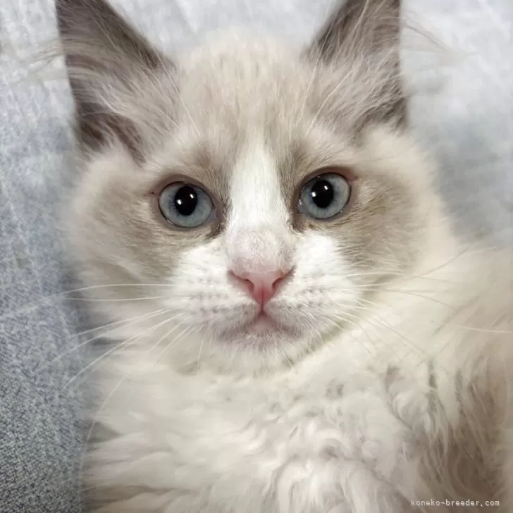 ID:2503-01343の子猫