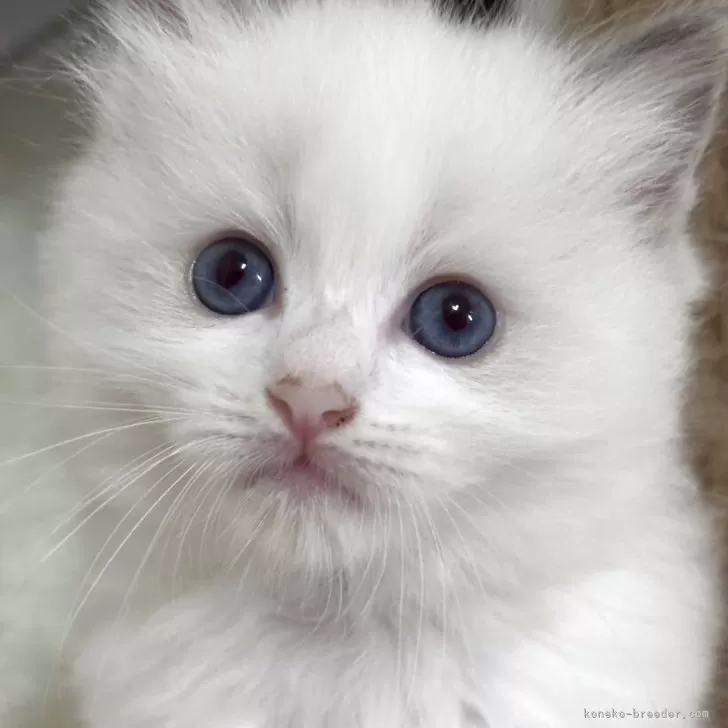ゆうか 様のお迎えした子猫
