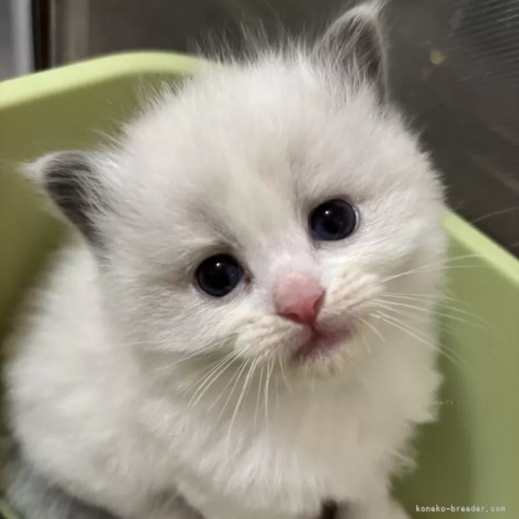 ID：2412-02762の子猫