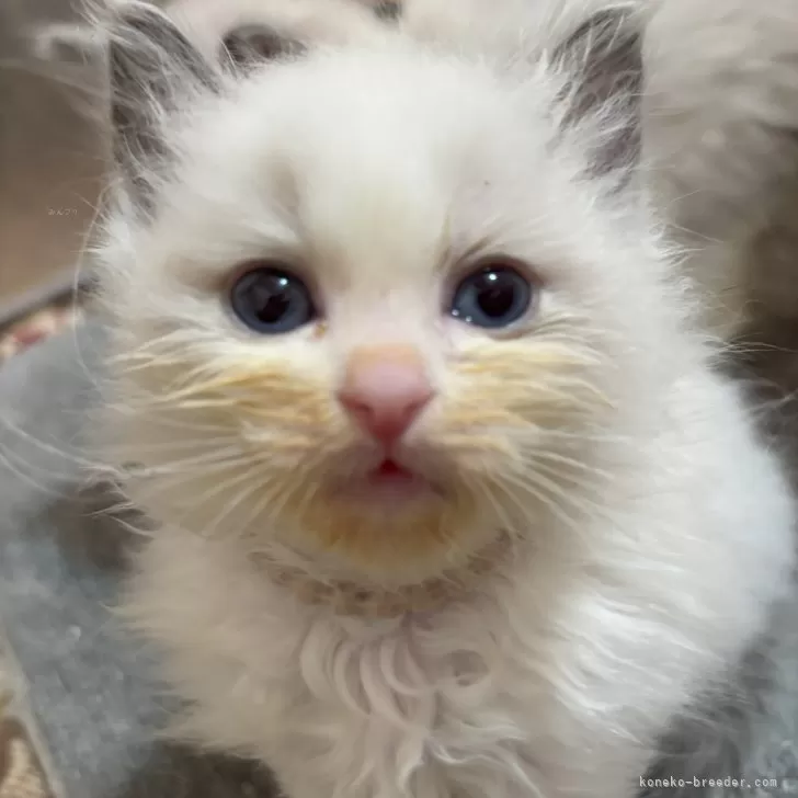 K.F 様のお迎えした子猫