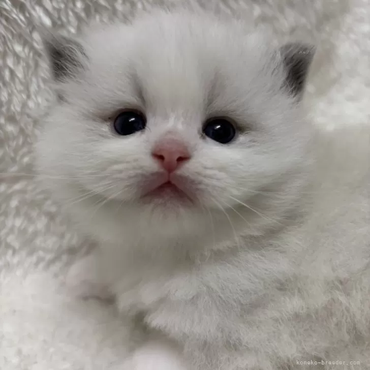 ID:2502-01019の子猫
