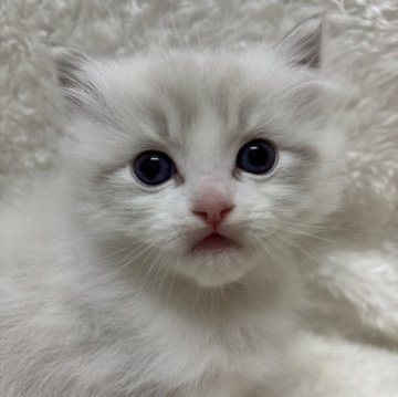 ラグドール【兵庫県・男の子・2025年3月13日・ブルーリンクスポイントバイカラー】の写真「可愛い男の子、チャンピオンベビー」
