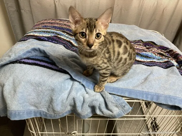 ID:2205-00583の子猫