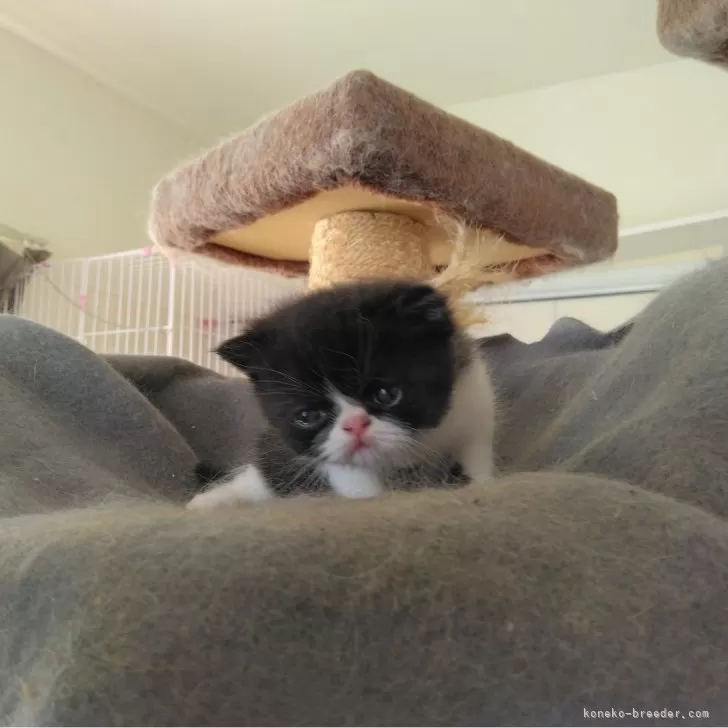 ID:2408-00011の子猫