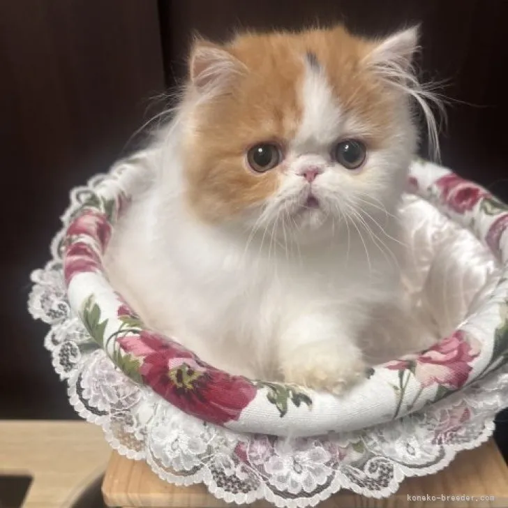 ID:2308-02766の子猫