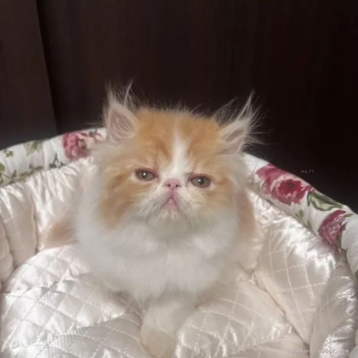 ID:2308-02769の子猫