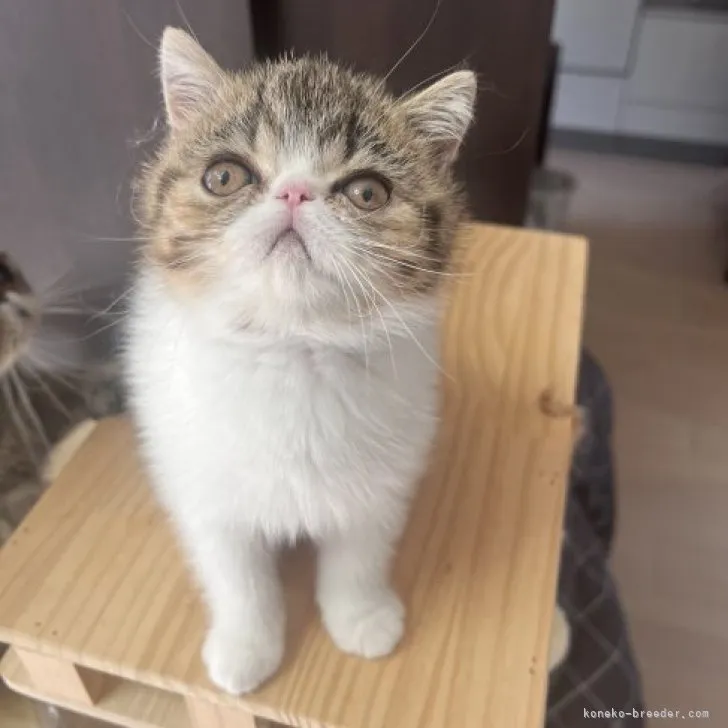 ID:2306-03392の子猫