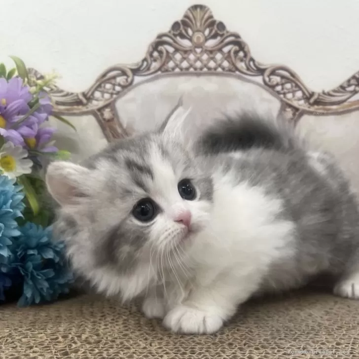 ID:2403-01676の子猫