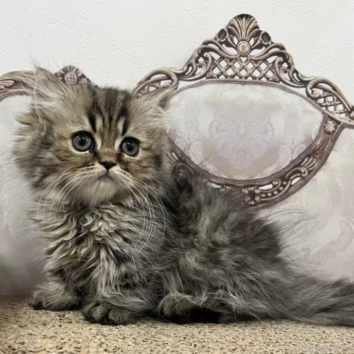 ID:2503-01497の子猫