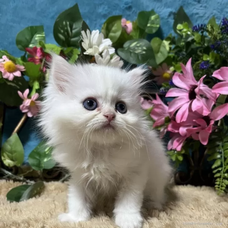 とっちゃん 様のお迎えした子猫
