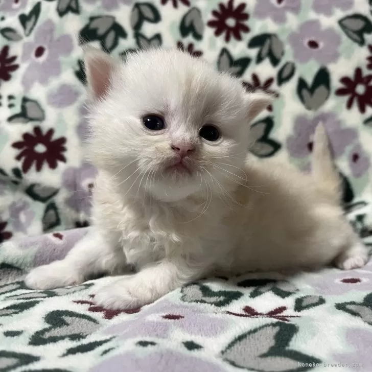 ID:2501-00188の子猫