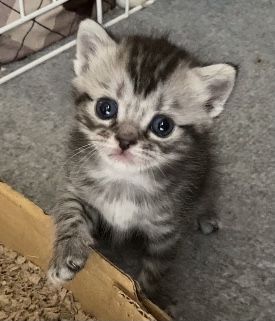 マンチカン【岩手県・男の子・2021年12月7日・シルバーパッチドタビー（短毛種でふわふわ）】の写真「小さいけど、好奇心旺盛です♪」