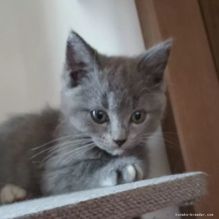 ID:2411-01343の子猫