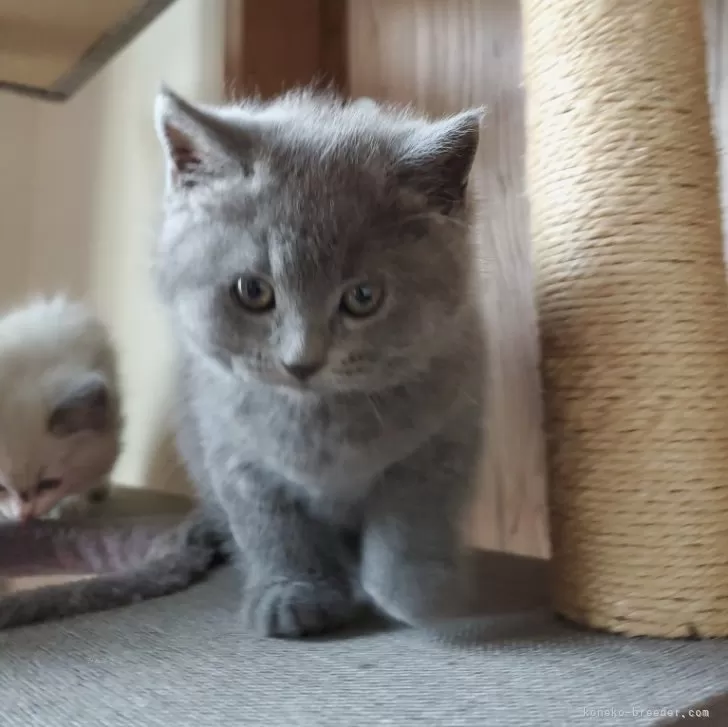 ID:2412-01889の子猫