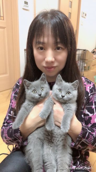 ラブリーな💘 シャルトリューの子猫たちと🐱｜光永　智子(みつなが　ともこ)ブリーダー(山口県・シャルトリューなど・ＤＣＣ登録)の紹介写真2