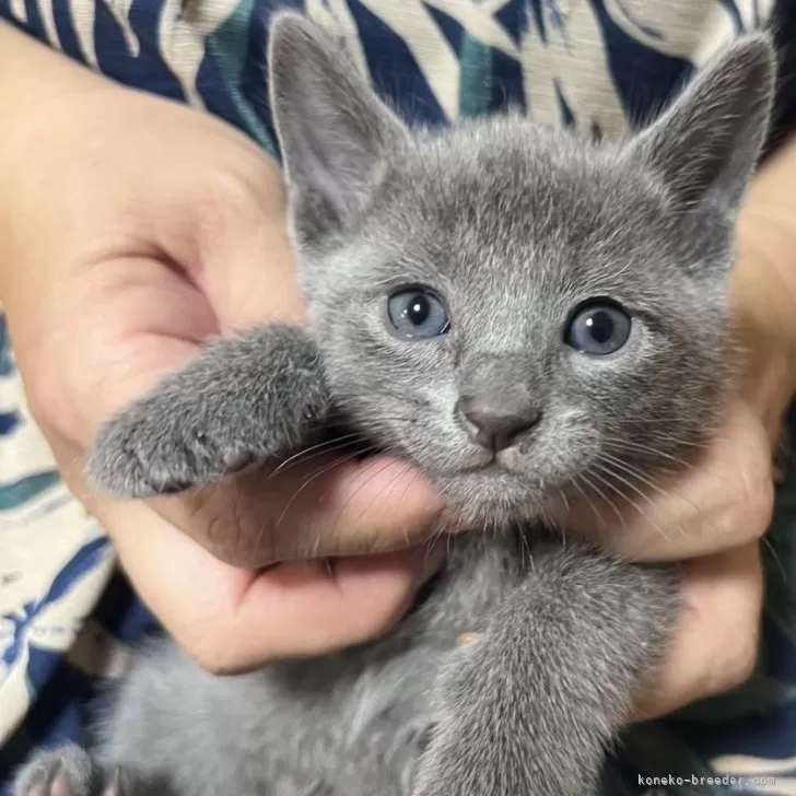 ID:2404-02553の子猫