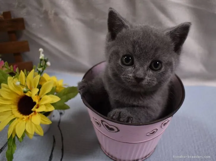 ぴの 様のお迎えした子猫