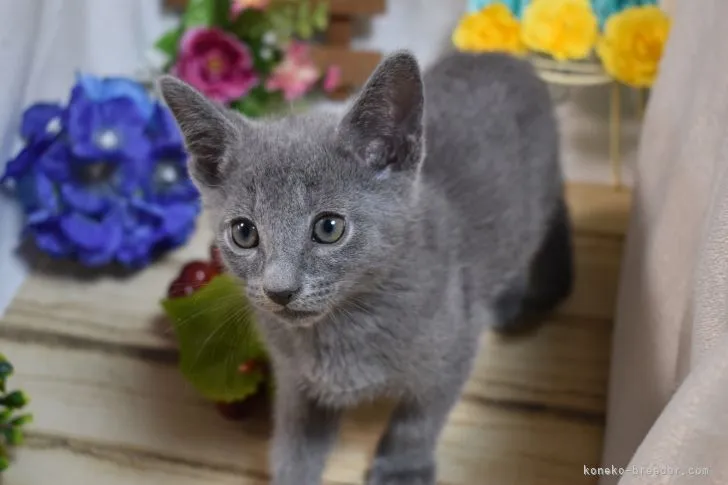 まるぞう 様のお迎えした子猫