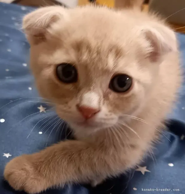 ID：2104-01660の子猫