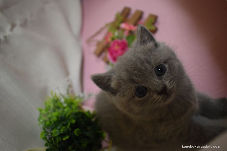 シャルトリュー 女の子 ブルー ダブルコート 19 12 06生まれ 山口県 子猫id 01 フワフワのモコモコで人なつっこく とっても可愛い みんなの子猫ブリーダー