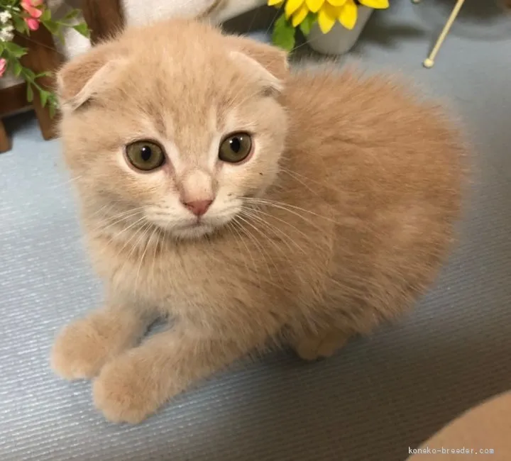 豆ちゃん 様のお迎えした子猫