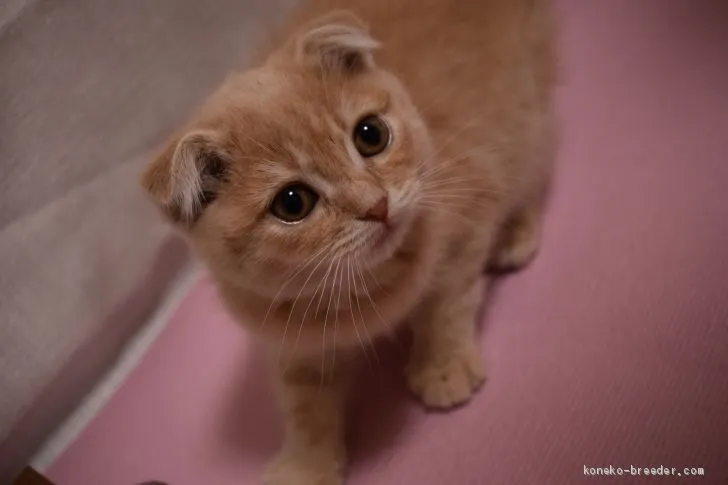 あおちゃん 様のお迎えした子猫