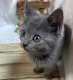 シャルトリュー【山口県・女の子・2022年5月1日・ブルー】の写真5「生後60日頃💝　可愛い🐱」