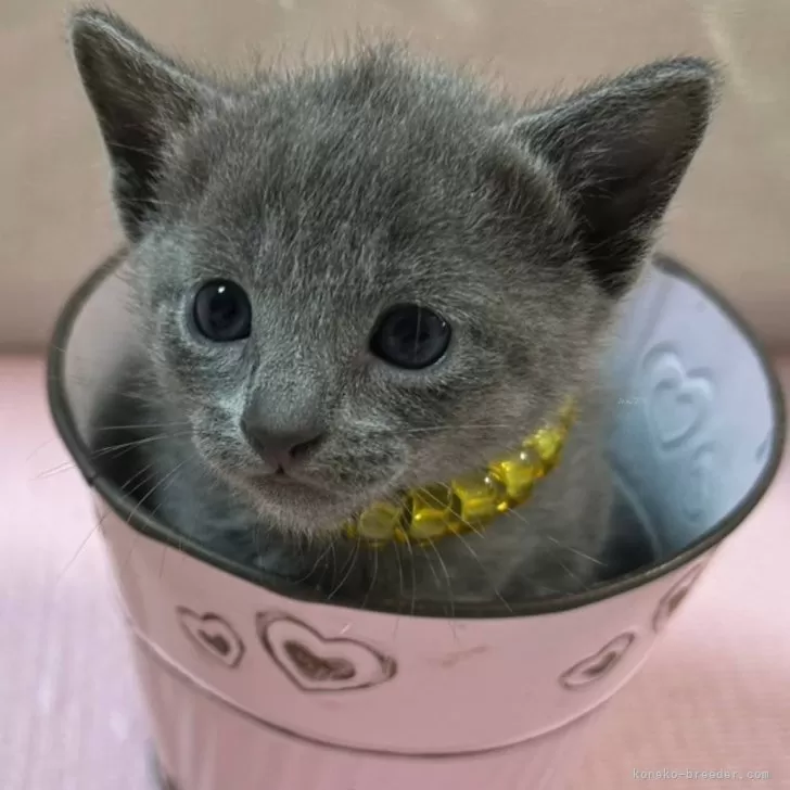 ID：2501-01064の子猫
