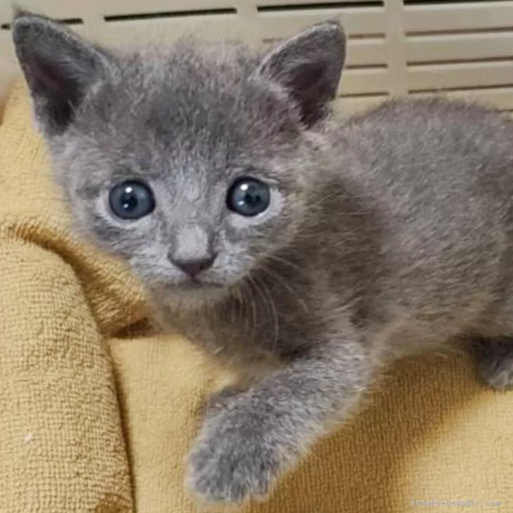 めめ 様のお迎えした子猫