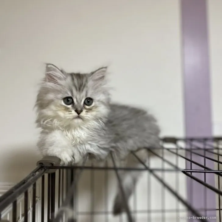 ID:2308-00661の子猫