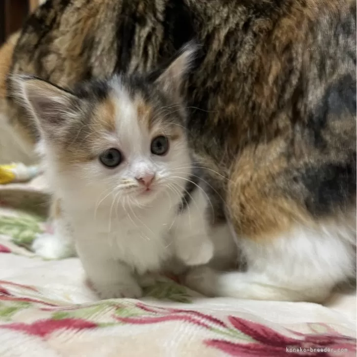 ID:2501-01441の子猫