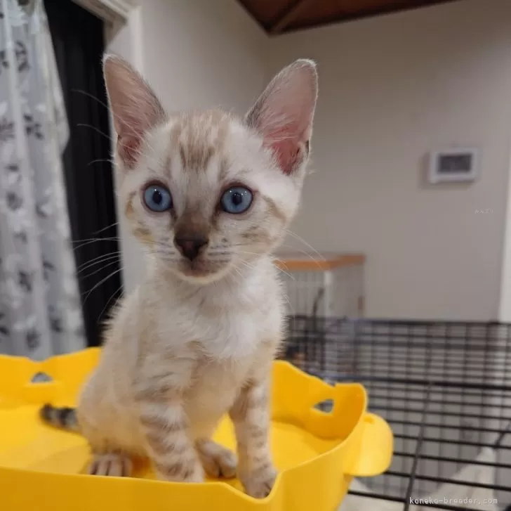 ID:2405-03496の子猫