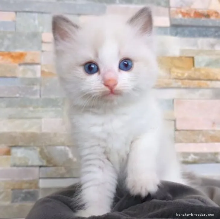 ID：2308-02198の子猫