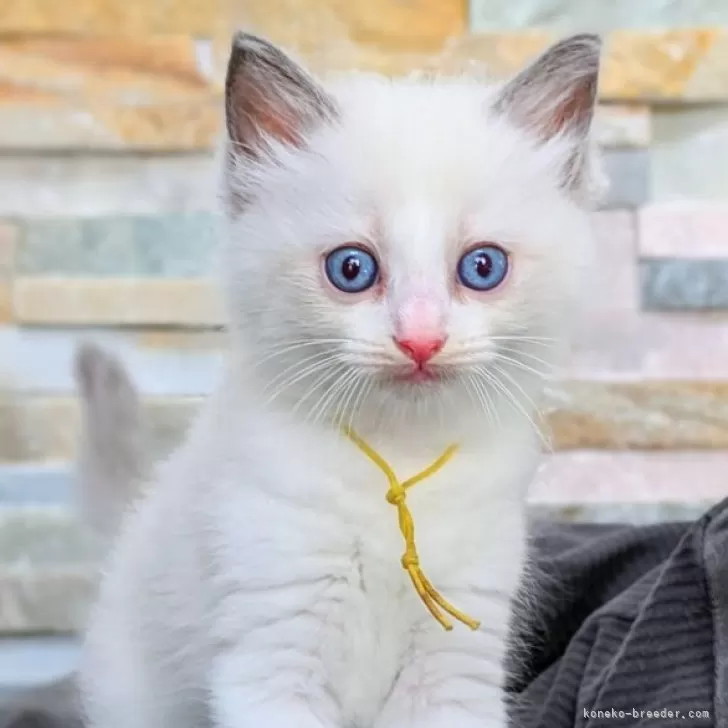 ID:2406-03716の子猫