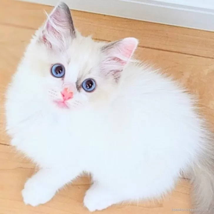 ID：2408-02633の子猫
