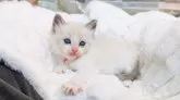 ラグドール【茨城県・女の子・2024年4月23日・ブルーポイントバイカラー】の写真2