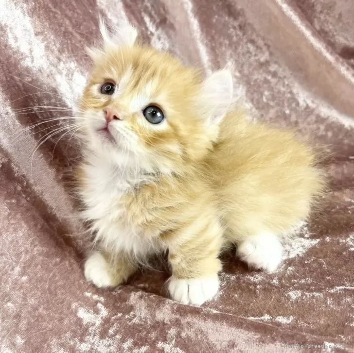 ID:2410-00447の子猫
