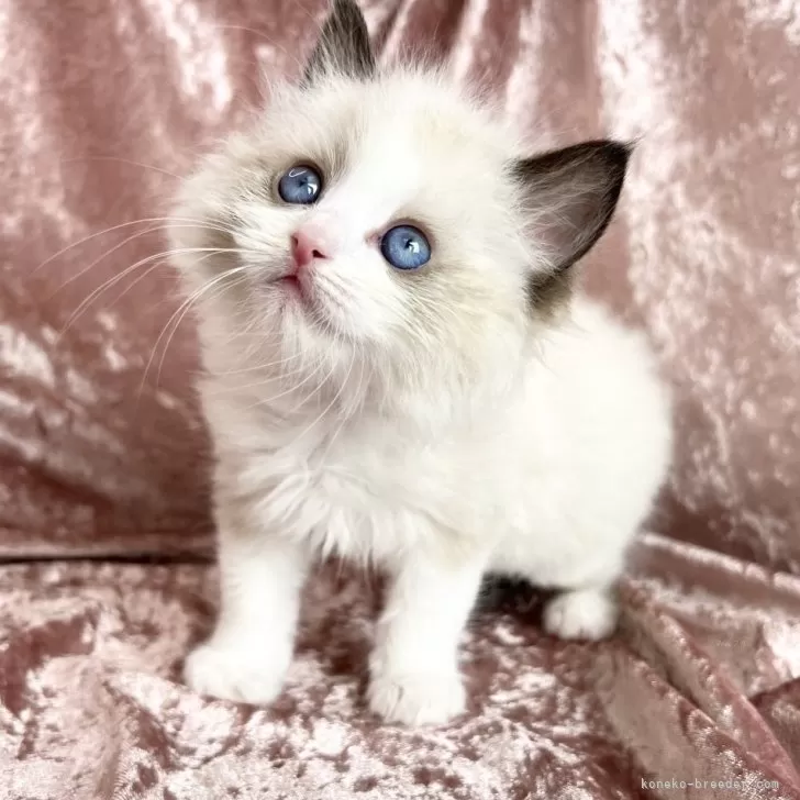 ID:2404-03217の子猫