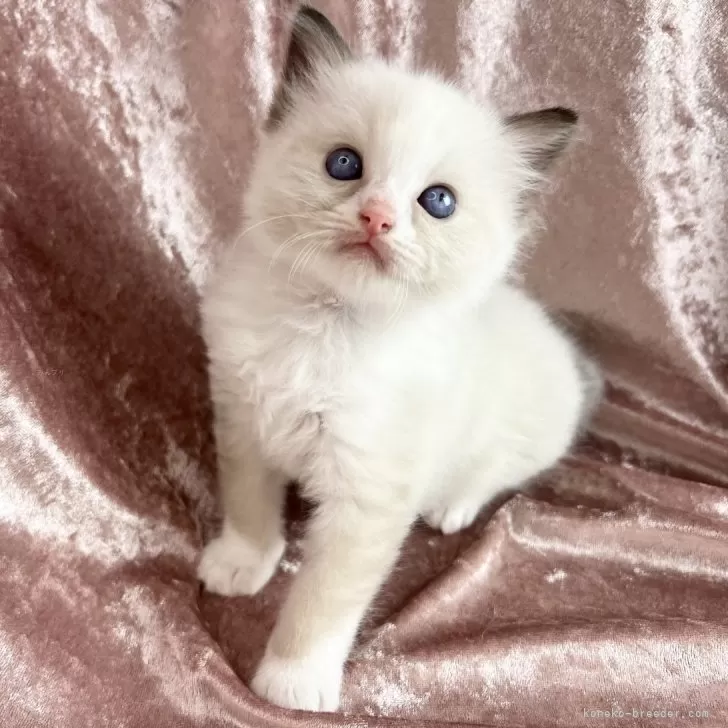 ID:2407-00603の子猫