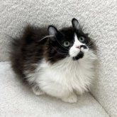 キンカロー
