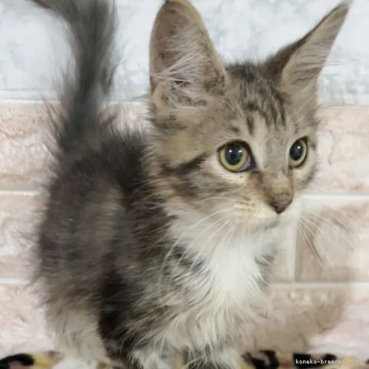 takeone 様のお迎えした子猫