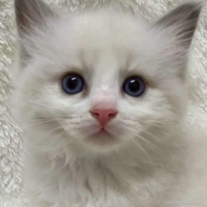 ID:2309-00102の子猫