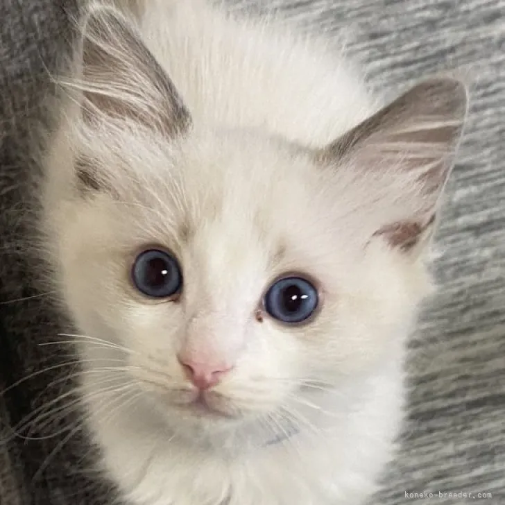 ID:2309-00104の子猫