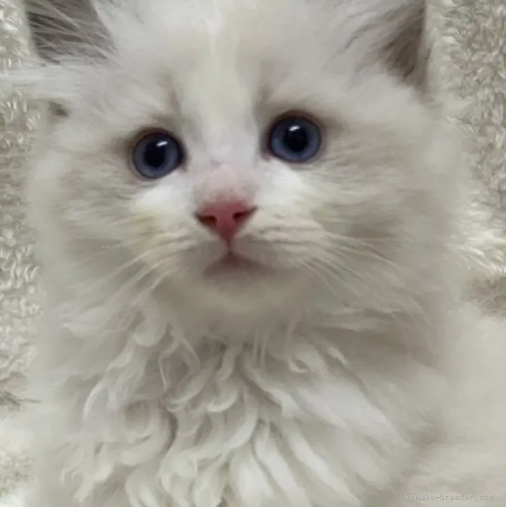 ID:2312-01124の子猫