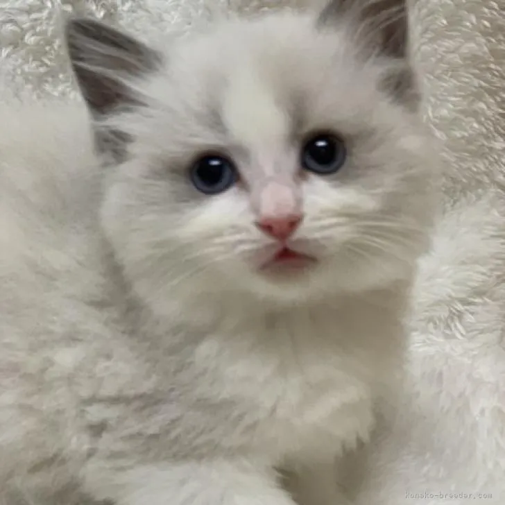 ID:2301-00291の子猫